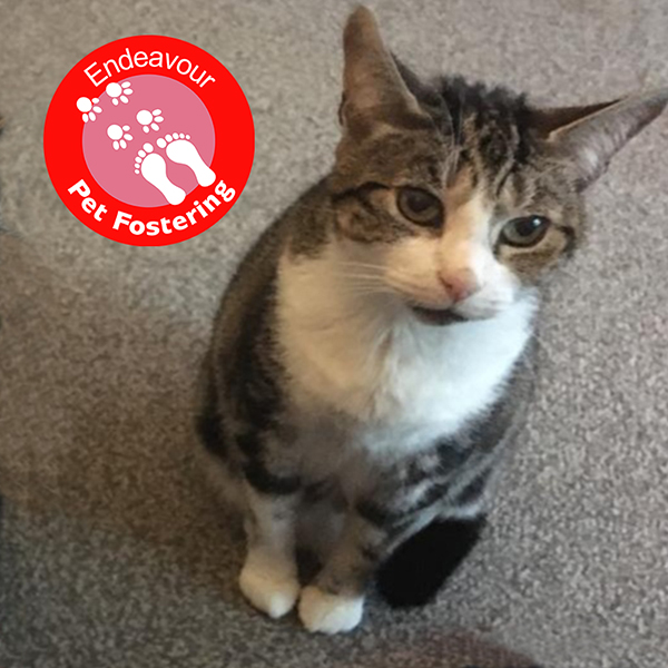 Endeavour_Pet_Fostering_Cat